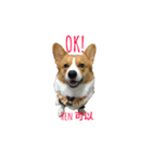 Corgi.Bao 2（個別スタンプ：2）