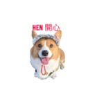 Corgi.Bao 2（個別スタンプ：3）