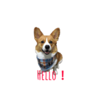 Corgi.Bao 2（個別スタンプ：5）