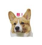 Corgi.Bao 2（個別スタンプ：7）