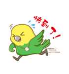 Parrot Mr.Mango ＆ Miss Apple's daily（個別スタンプ：13）