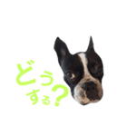 nova dog sticker（個別スタンプ：4）