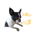 nova dog sticker（個別スタンプ：7）
