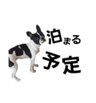 nova dog sticker（個別スタンプ：8）