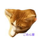 shonan life with cat（個別スタンプ：2）