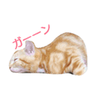 RuimeiCAT-2（個別スタンプ：8）