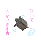 クサガメのガメラちゃん（個別スタンプ：12）