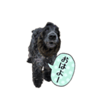 E.Cocker Spaniel HERB LIFE 2（個別スタンプ：11）