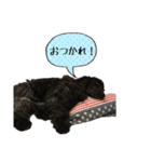 E.Cocker Spaniel HERB LIFE 2（個別スタンプ：20）