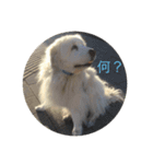 greatpyrenees（個別スタンプ：6）