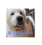 greatpyrenees（個別スタンプ：7）