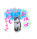 今日のあおちゃん かわいい猫写真（個別スタンプ：1）