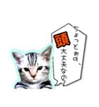 今日のあおちゃん かわいい猫写真（個別スタンプ：11）