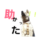 甲斐犬ってよく言われます・・・（個別スタンプ：2）