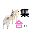 甲斐犬ってよく言われます・・・（個別スタンプ：20）