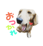 甲斐犬ってよく言われます・・・（個別スタンプ：24）