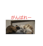 シャムMix兄妹猫のユシンとサランです（個別スタンプ：1）