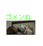 シャムMix兄妹猫のユシンとサランです（個別スタンプ：2）