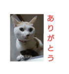 シャムMix兄妹猫のユシンとサランです（個別スタンプ：4）