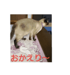 シャムMix兄妹猫のユシンとサランです（個別スタンプ：12）