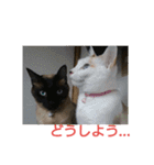 シャムMix兄妹猫のユシンとサランです（個別スタンプ：20）