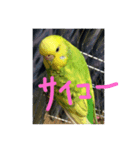 〈ほっこり〉セキセイインコの日常（個別スタンプ：5）