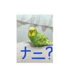 〈ほっこり〉セキセイインコの日常（個別スタンプ：6）