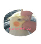 オカメインコな（個別スタンプ：8）