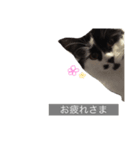 A cat called Sakurako sticker（個別スタンプ：8）