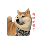 Shiba dogs（個別スタンプ：2）