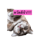 Funny and Cute Cat！（個別スタンプ：1）