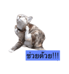 Funny and Cute Cat！（個別スタンプ：15）