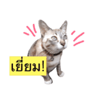 Funny and Cute Cat！（個別スタンプ：21）