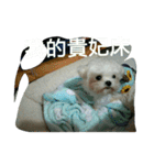 私は犬が好きです（個別スタンプ：29）