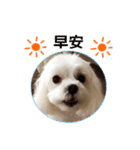 Maltese dog's Photo Sticker (Taiwan Ver)（個別スタンプ：1）