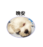 Maltese dog's Photo Sticker (Taiwan Ver)（個別スタンプ：2）