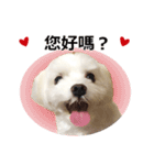 Maltese dog's Photo Sticker (Taiwan Ver)（個別スタンプ：3）