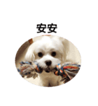 Maltese dog's Photo Sticker (Taiwan Ver)（個別スタンプ：4）
