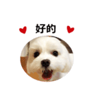 Maltese dog's Photo Sticker (Taiwan Ver)（個別スタンプ：5）