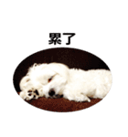 Maltese dog's Photo Sticker (Taiwan Ver)（個別スタンプ：6）