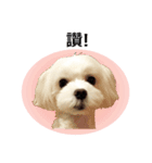 Maltese dog's Photo Sticker (Taiwan Ver)（個別スタンプ：7）