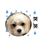 Maltese dog's Photo Sticker (Taiwan Ver)（個別スタンプ：8）