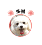 Maltese dog's Photo Sticker (Taiwan Ver)（個別スタンプ：9）