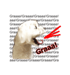 Maltese dog's Photo Sticker (Taiwan Ver)（個別スタンプ：10）