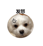 Maltese dog's Photo Sticker (Taiwan Ver)（個別スタンプ：11）