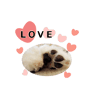 Maltese dog's Photo Sticker (Taiwan Ver)（個別スタンプ：12）