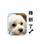 Maltese dog's Photo Sticker (Taiwan Ver)（個別スタンプ：13）