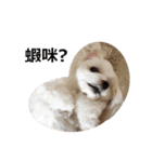 Maltese dog's Photo Sticker (Taiwan Ver)（個別スタンプ：14）