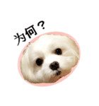 Maltese dog's Photo Sticker (Taiwan Ver)（個別スタンプ：15）