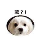 Maltese dog's Photo Sticker (Taiwan Ver)（個別スタンプ：16）